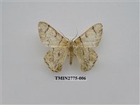 藏品(尺蛾346)的圖片